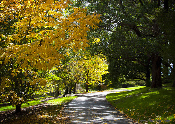 Autumn Colour